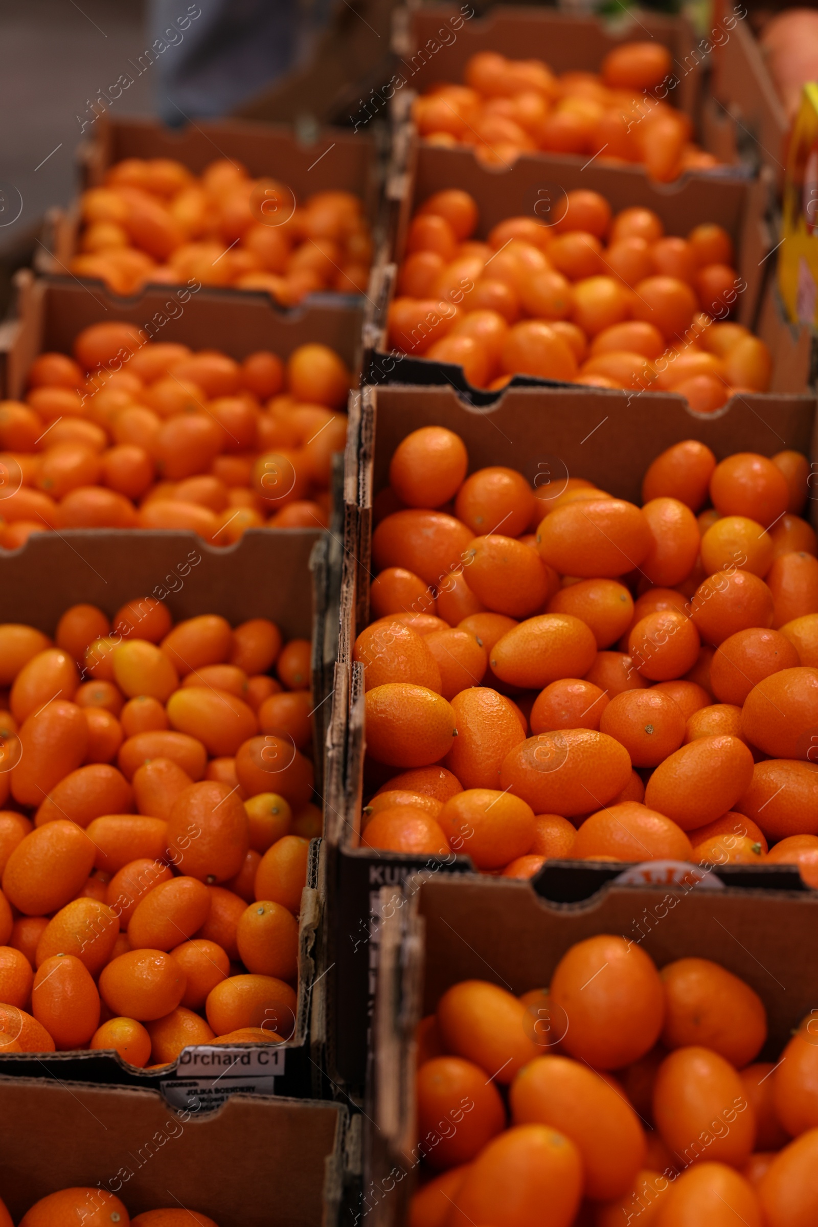 Photo of Many fresh kumquats in containers at market