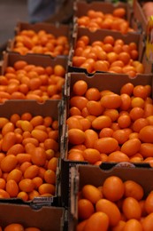 Many fresh kumquats in containers at market