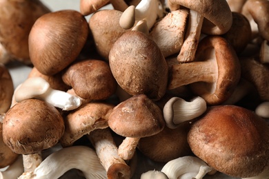 Different fresh wild mushrooms as background, closeup