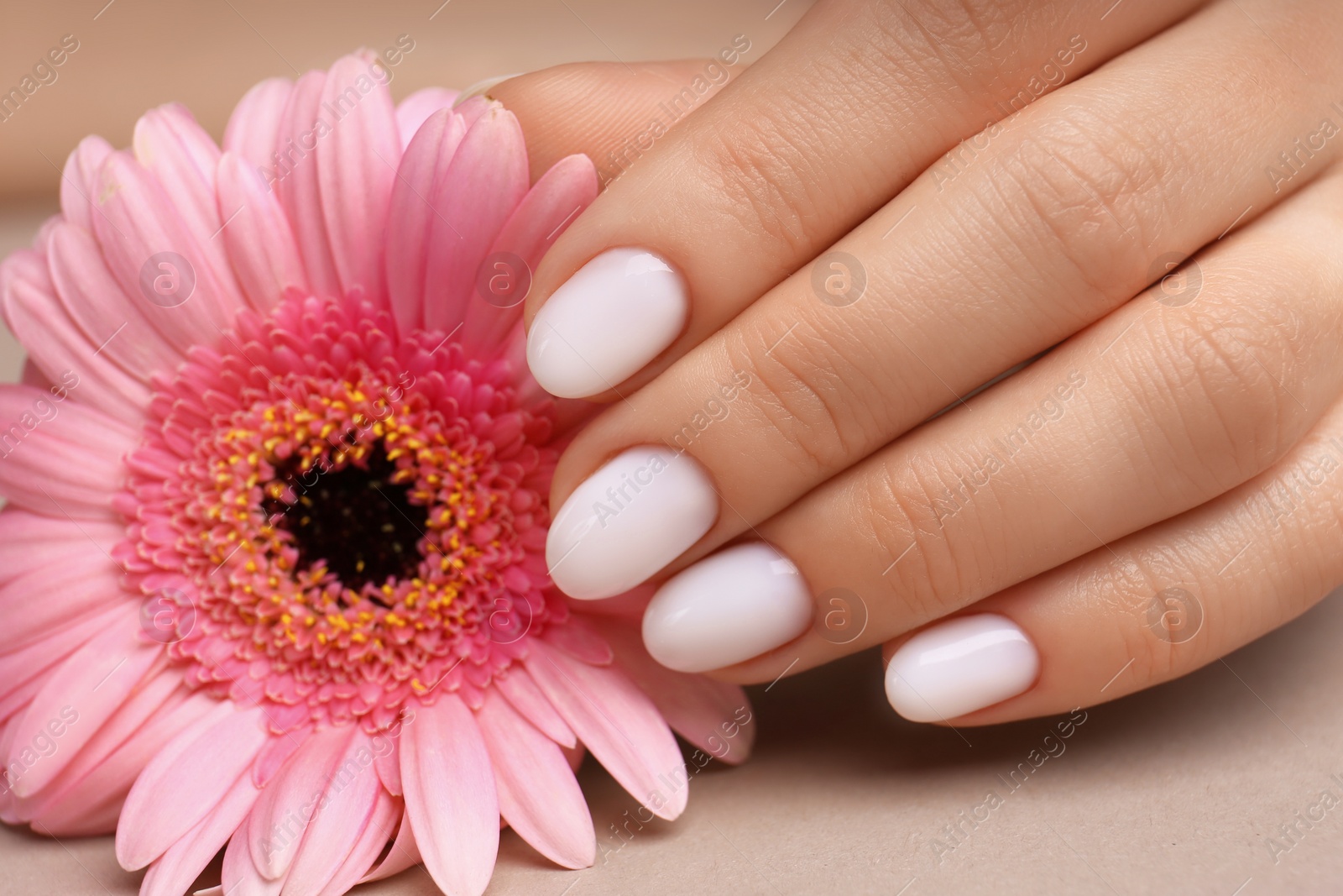 Photo of Woman with white nail polish touching pink gerbera flower on light brown background, closeup