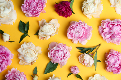 Photo of Beautiful peonies on yellow background, flat lay