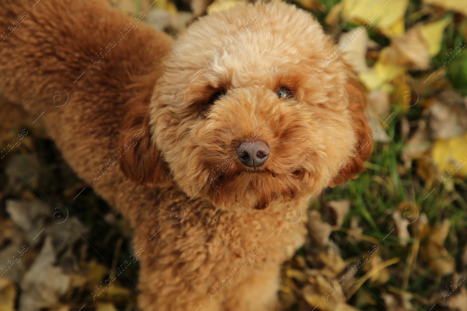 Photo of Cute fluffy dog on grass outdoors, above view