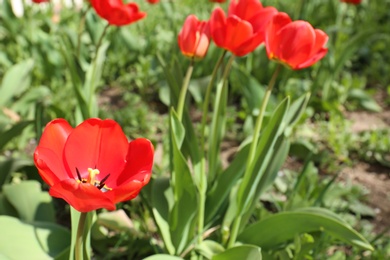 Many beautiful tulips in garden on sunny day, space for text. Blooming spring flowers