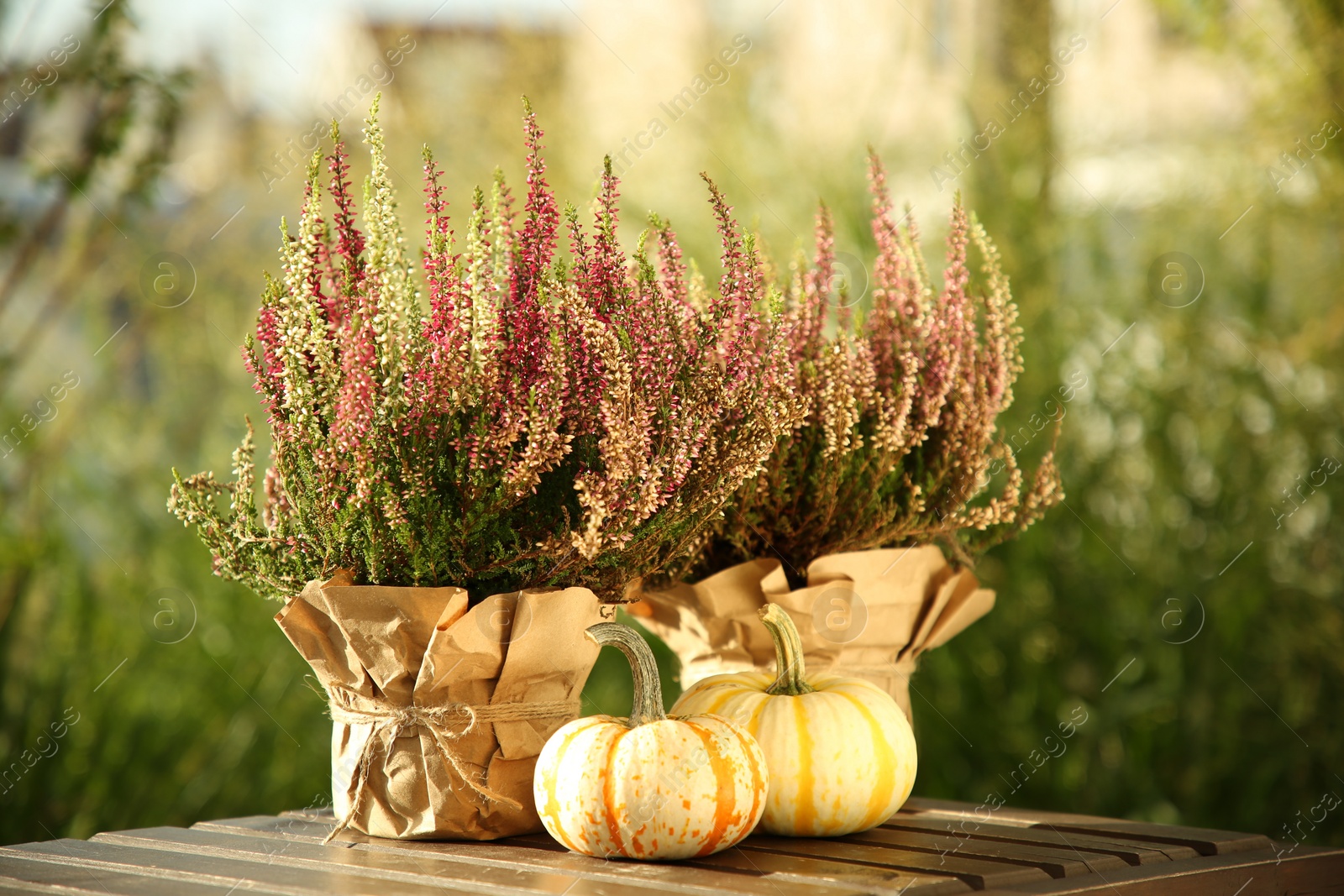 Photo of Beautiful heather flowers in pots and pumpkins on wooden table outdoors