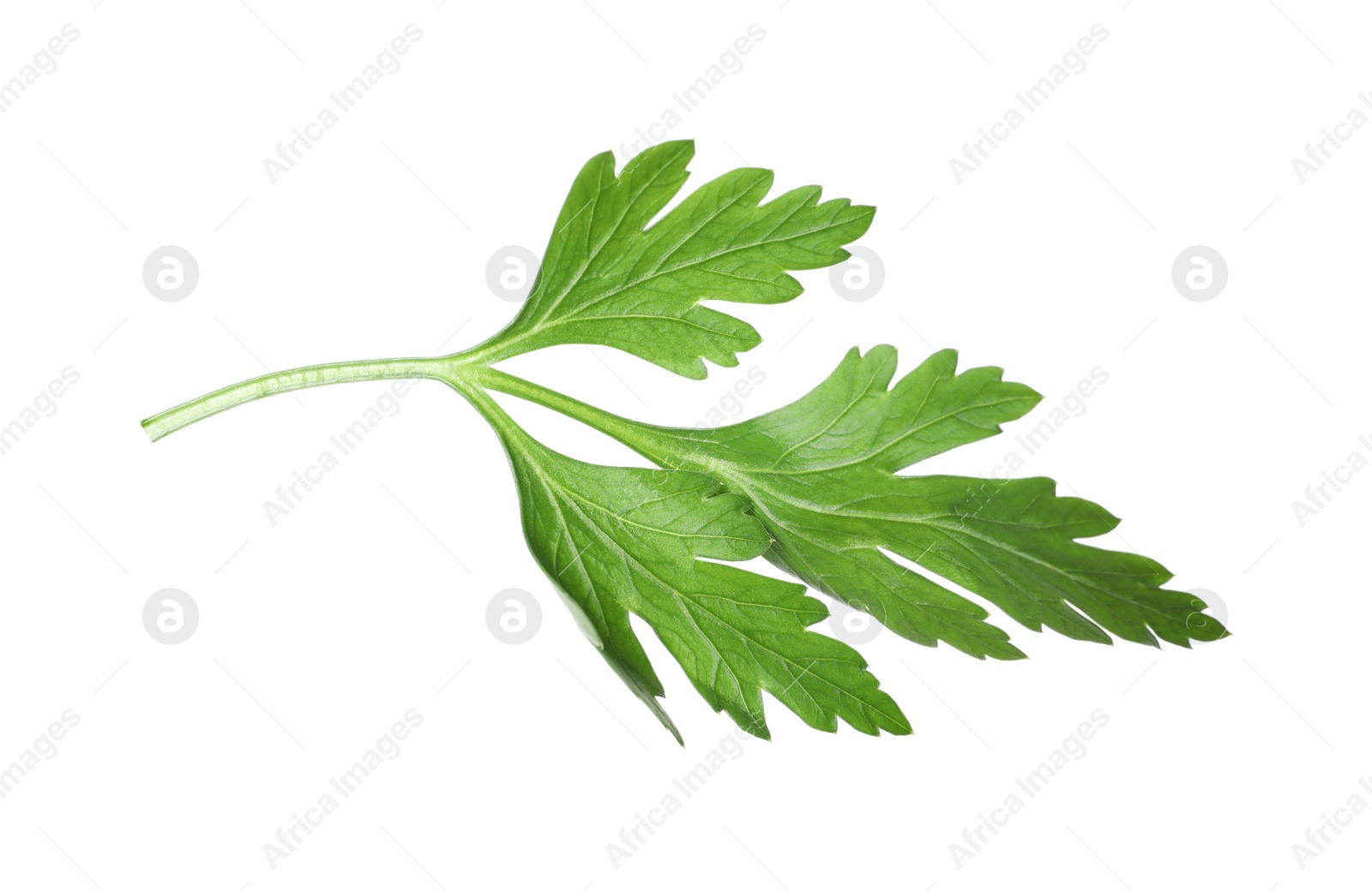 Sprig of fresh green parsley leaves isolated on white Photo of Sprig of fresh green parsley leaves isolated on white