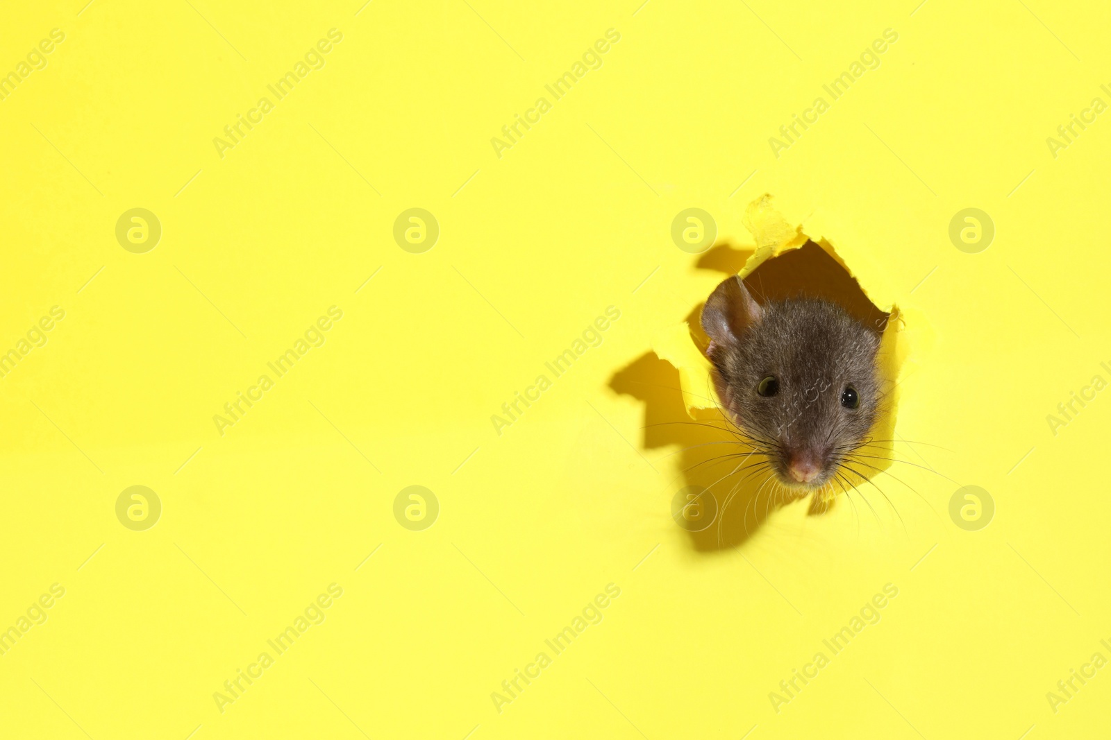 Photo of Cute rat looking through hole in yellow paper sheet, space for text