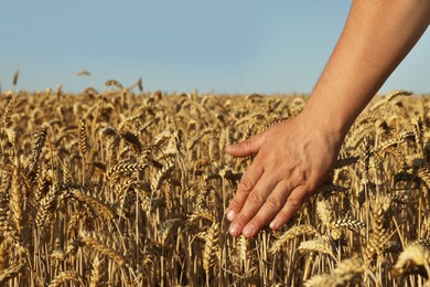 Photo of Man in wheat field under blue sky, closeup