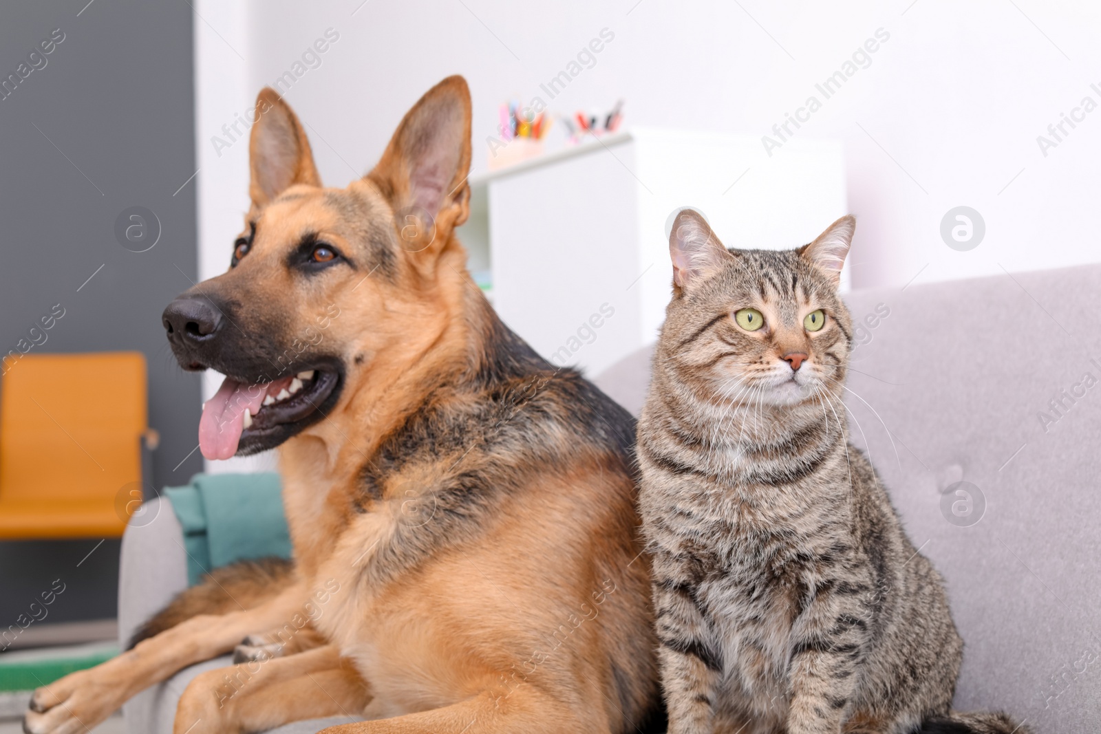 Photo of Adorable cat and dog resting together on sofa indoors. Animal friendship