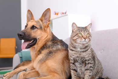 Photo of Adorable cat and dog resting together on sofa indoors. Animal friendship