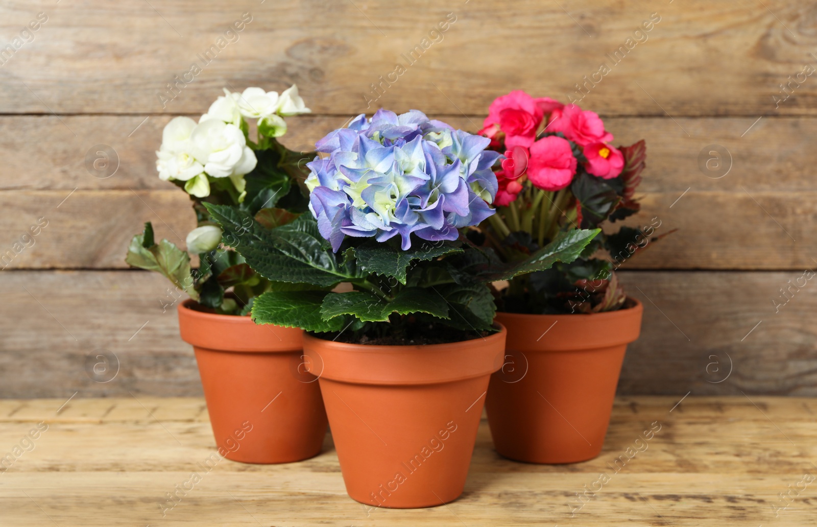 Photo of Different beautiful blooming plants in flower pots on wooden table