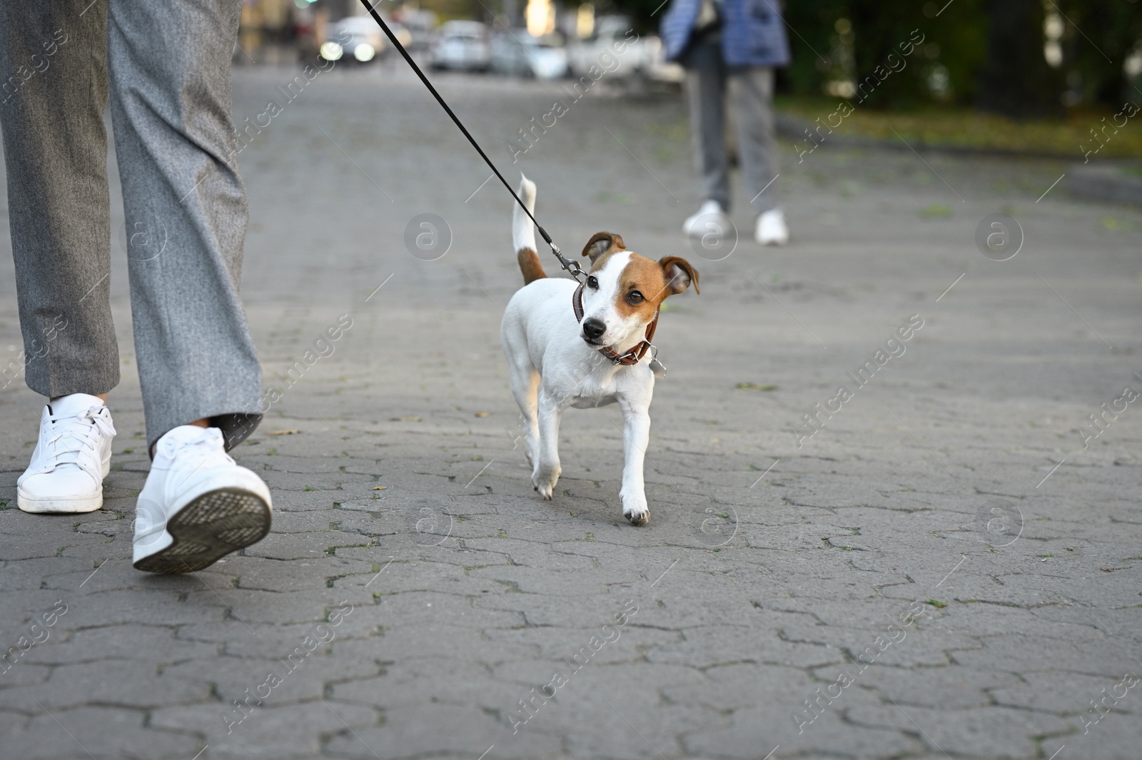 Photo of Man with adorable Jack Russell Terrier on city street, closeup. Dog walking