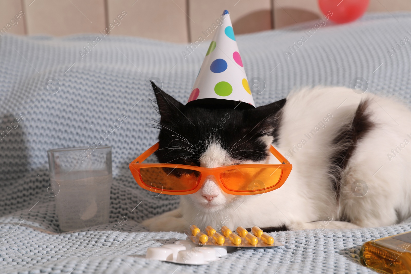 Photo of Cute cat wearing birthday hat and sunglasses near hangover medicines on bed