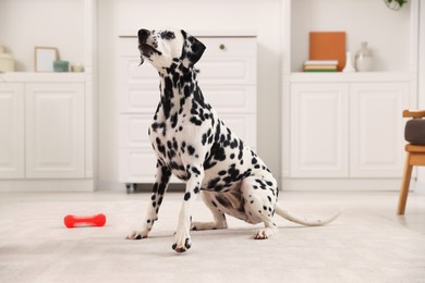 Photo of Adorable Dalmatian dog sitting on rug indoors