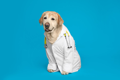 Photo of Cute Labrador dog in uniform with stethoscope as veterinarian on light blue background. Space for text