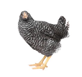 Photo of Beautiful chicken on white background. Domestic animal