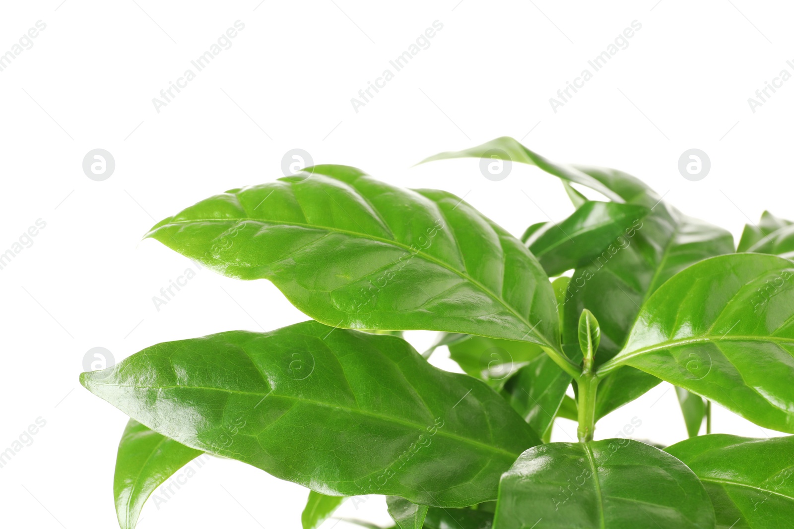 Photo of Fresh coffee green leaves on white background, closeup