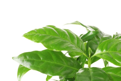 Photo of Fresh coffee green leaves on white background, closeup