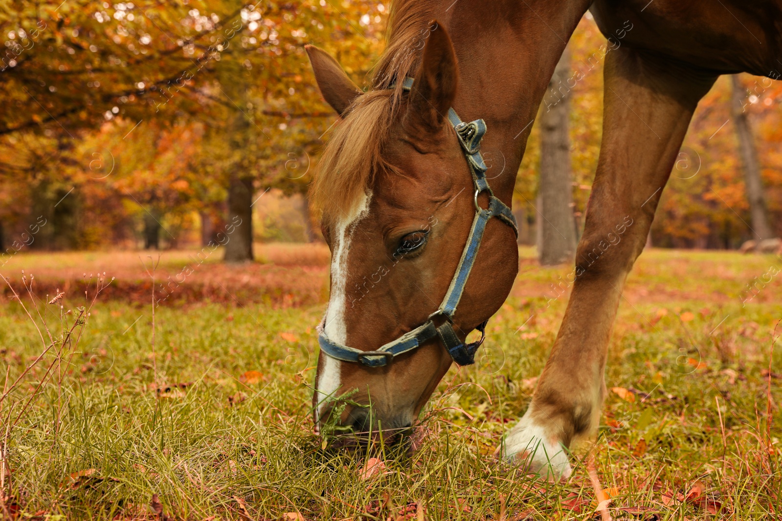 Photo of Horse with bridle in park on autumn day