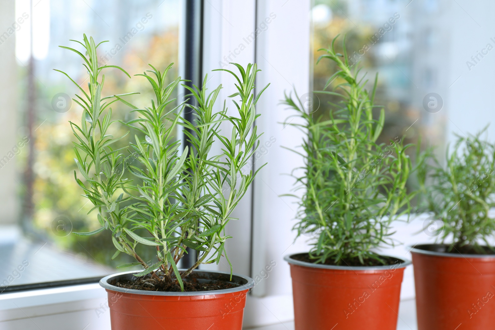 Photo of Aromatic green potted rosemary on windowsill indoors