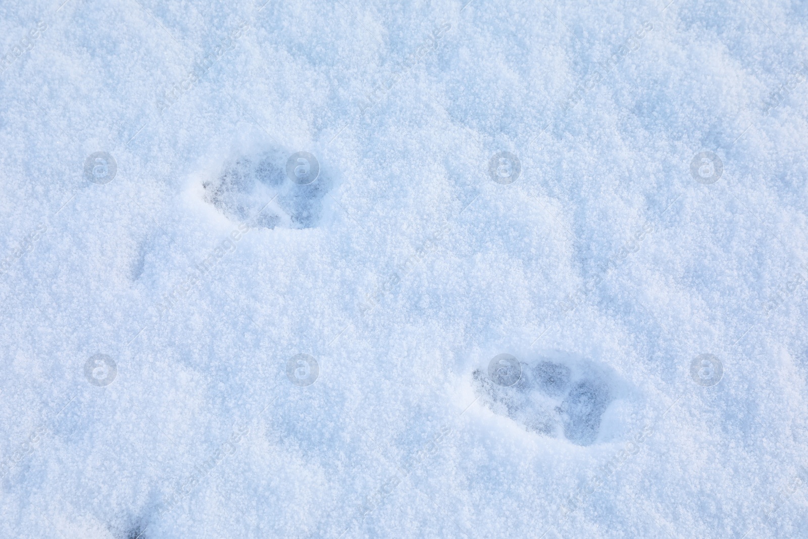 Photo of Animal trails on snow outdoors. Winter season