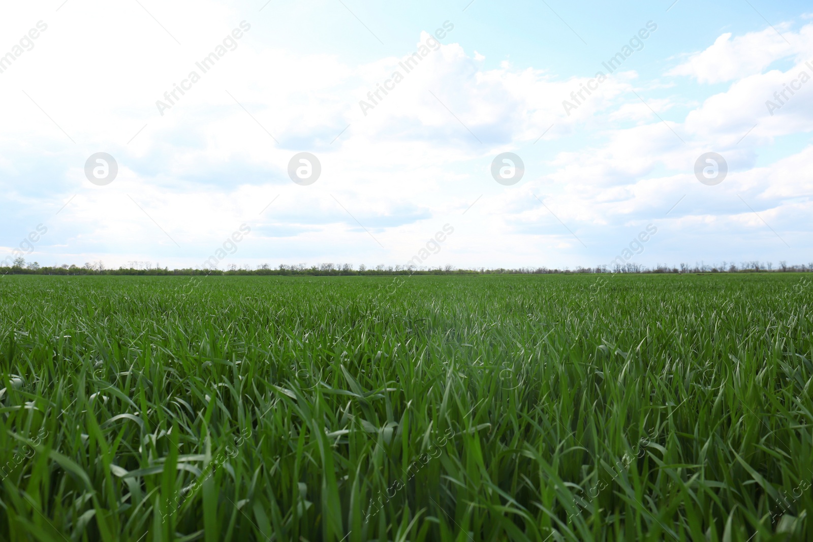 Photo of Beautiful agricultural field with ripening cereal crop under blue sky