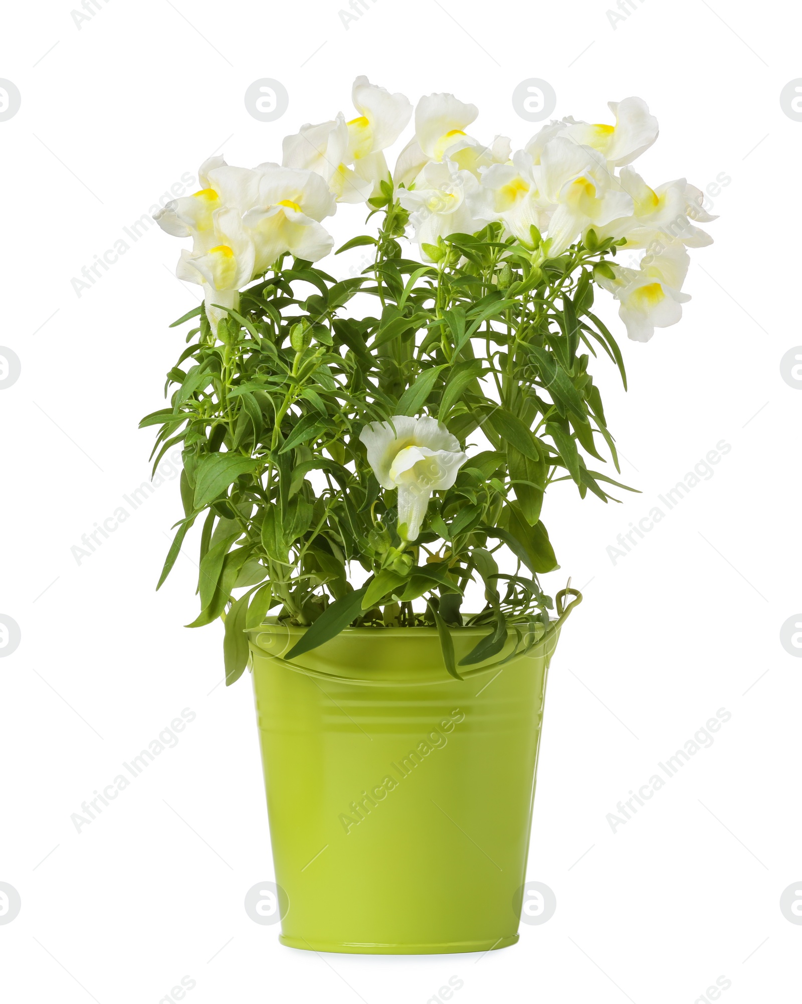 Photo of Beautiful snapdragon flowers in green pot isolated on white