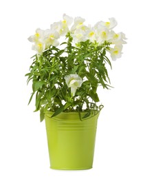 Beautiful snapdragon flowers in green pot isolated on white