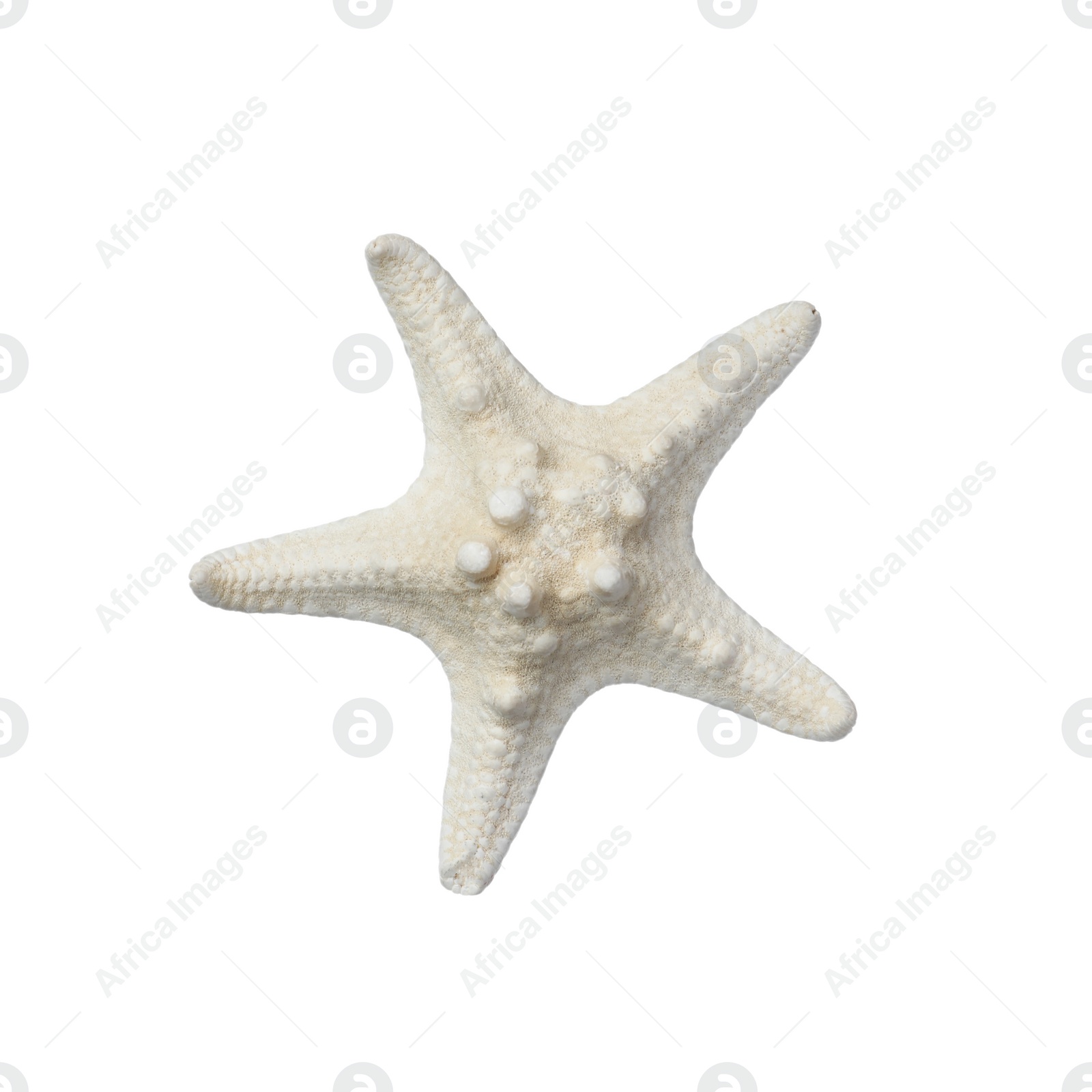 Photo of Beautiful sea star isolated on white. Beach object