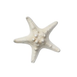 Photo of Beautiful sea star isolated on white. Beach object