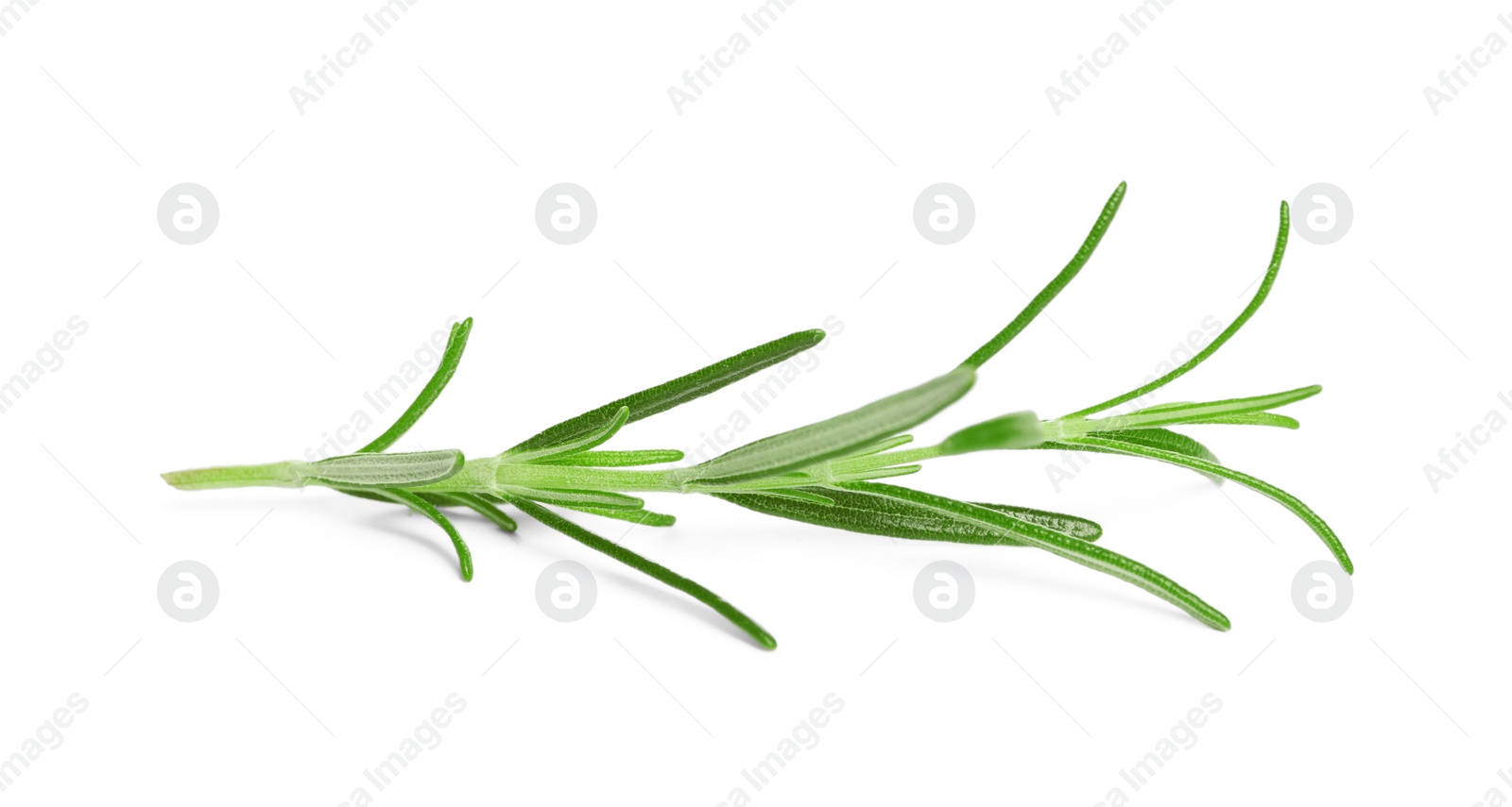 Photo of Sprig of fresh rosemary isolated on white