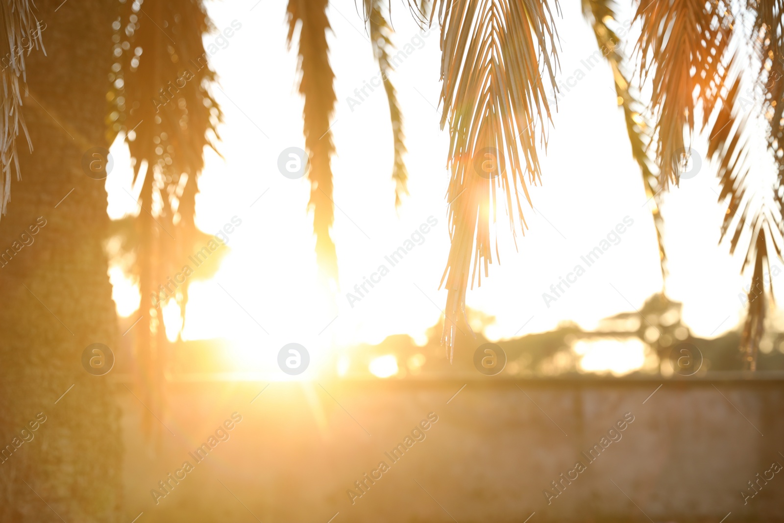 Photo of Blurred view of palm tree on sunny day, closeup