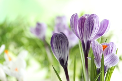 Photo of Beautiful spring crocus flowers on blurred background, space for text