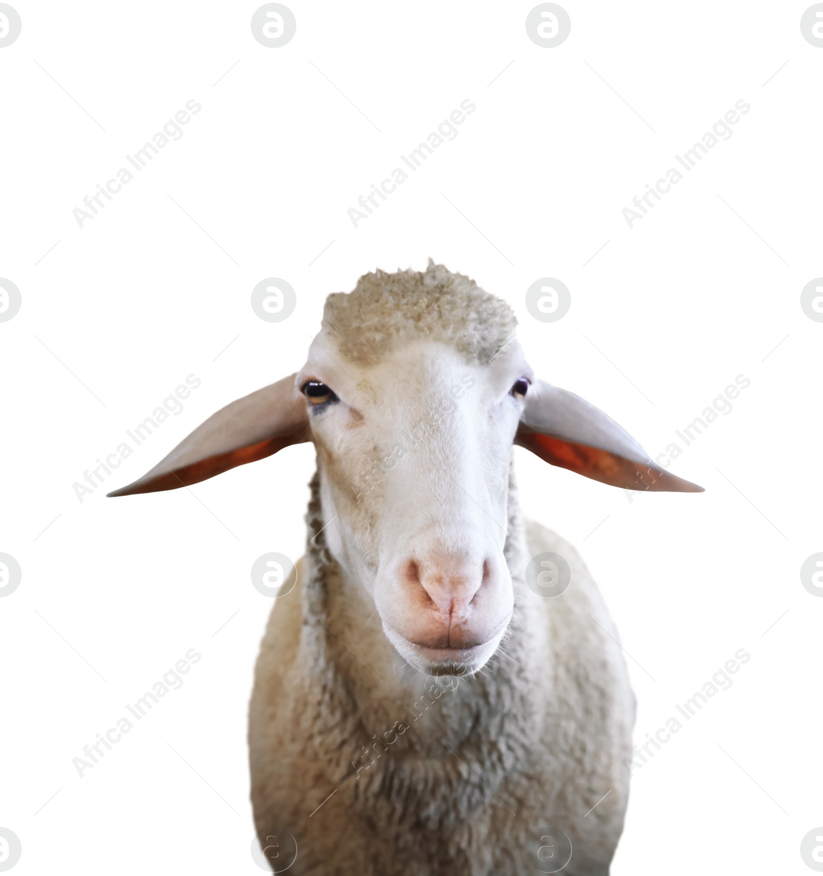 Image of Cute sheep isolated on white. Farm animal