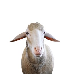 Cute sheep isolated on white. Farm animal