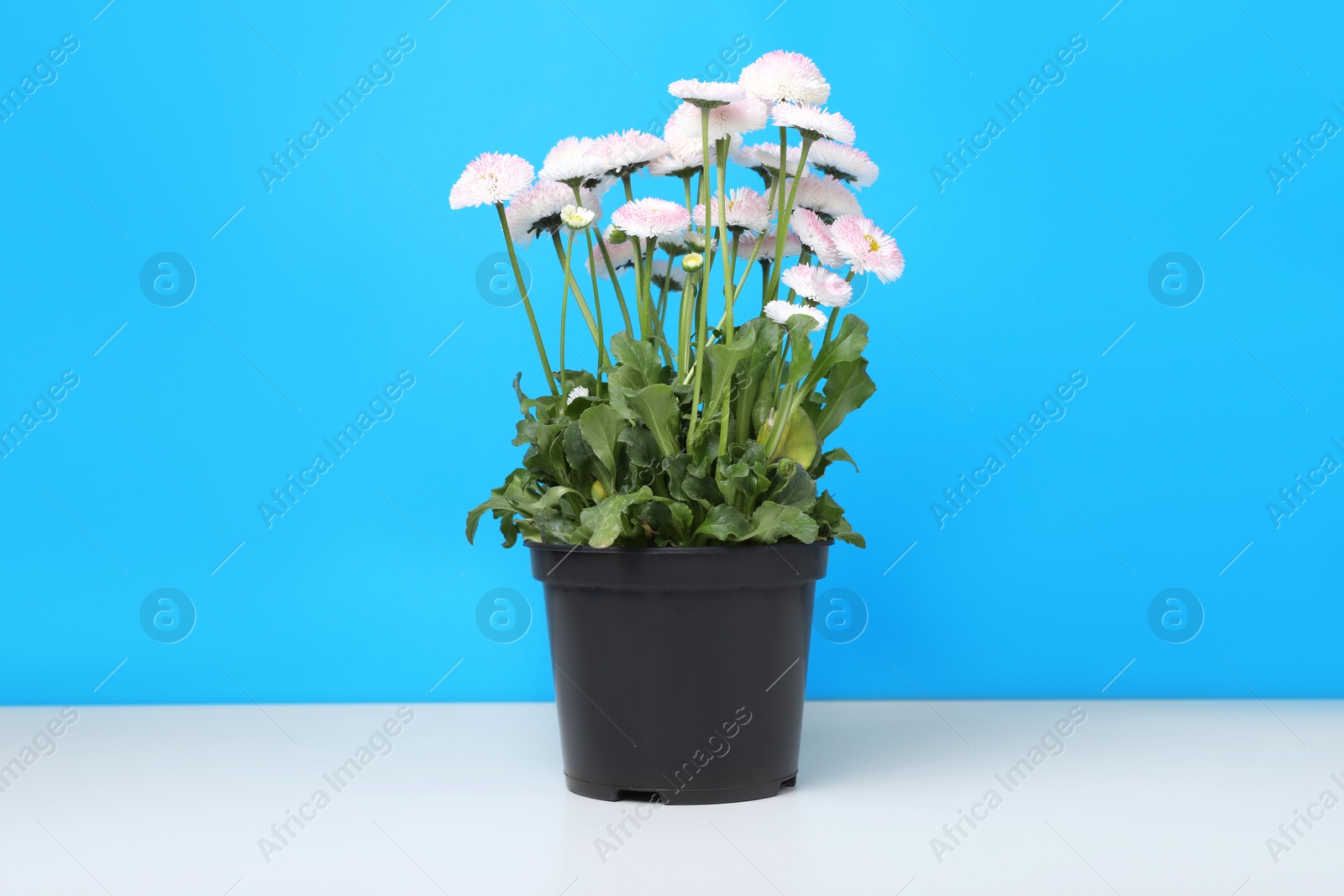 Photo of Beautiful potted daisy flower on white table against light blue background