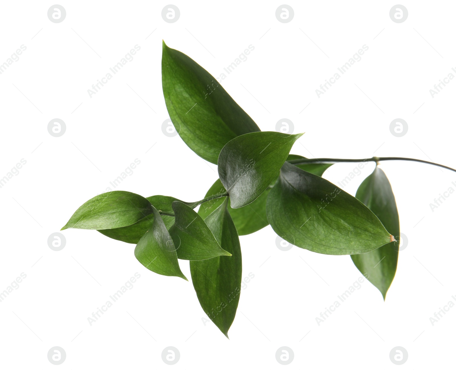 Photo of Ruscus branch with fresh green leaves on white background