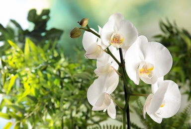 Photo of Beautiful tropical orchid flowers on blurred background. Space for text