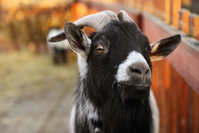 Photo of Cute goat inside of paddock in zoo, closeup view