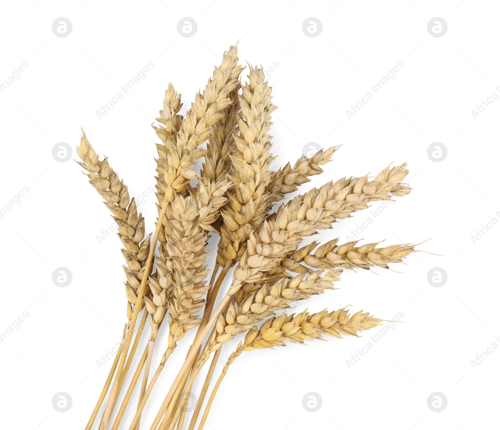 Photo of Ears of wheat on white background, top view