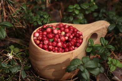 Photo of Many tasty ripe lingonberries in wooden cup outdoors, closeup