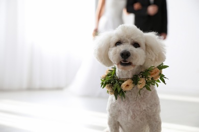 Photo of Adorable Bichon wearing wreath made of beautiful flowers on wedding. Space for text