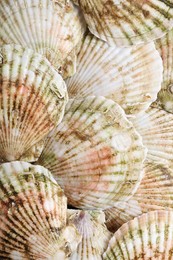 Fresh raw scallops in shells as background, top view