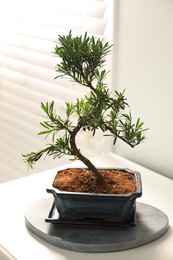 Photo of Japanese bonsai plant on table indoors. Creating zen atmosphere at home