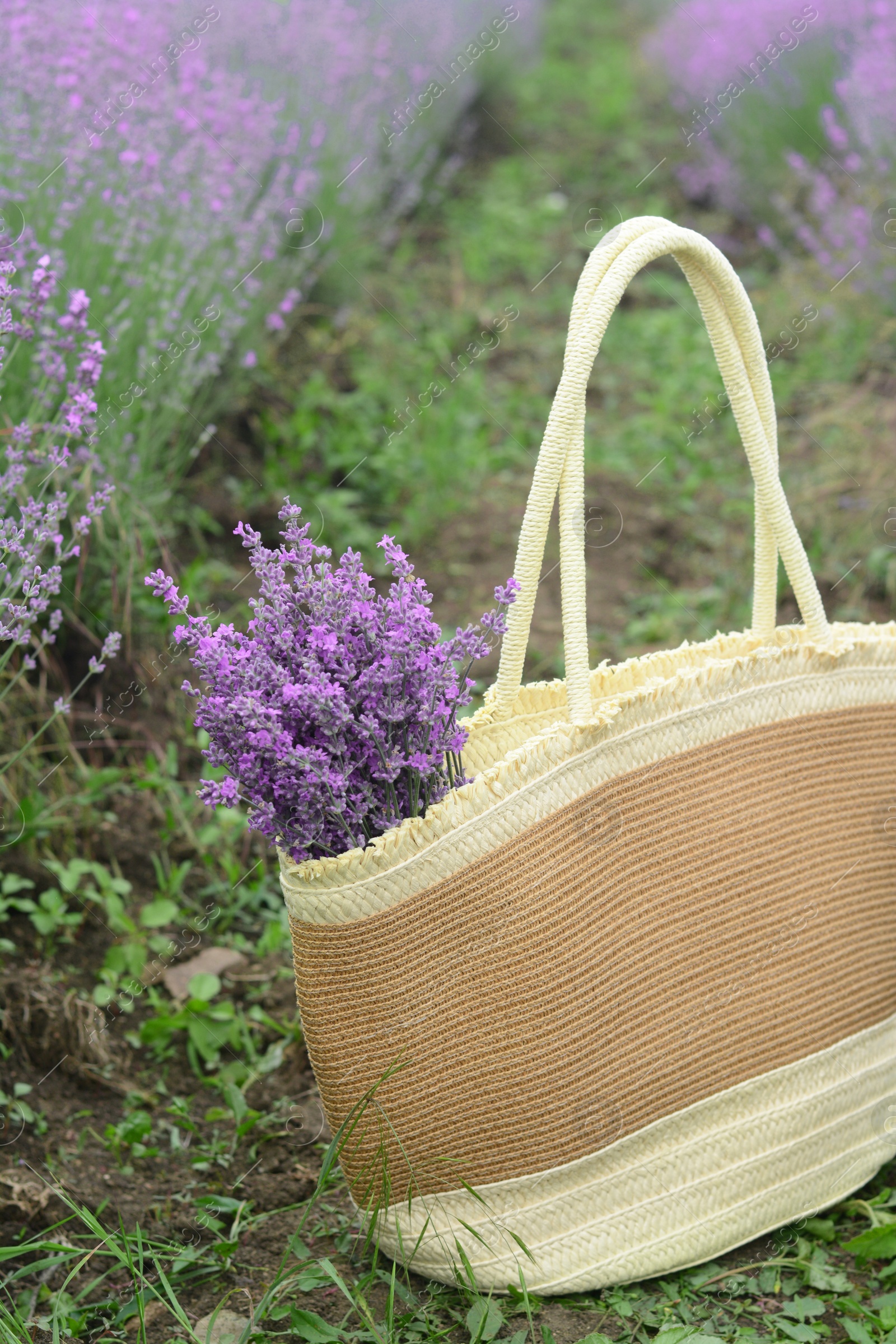 Photo of Wicker bag with beautiful lavender flowers in field