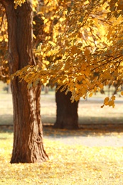 Picturesque landscape of autumn park on sunny day