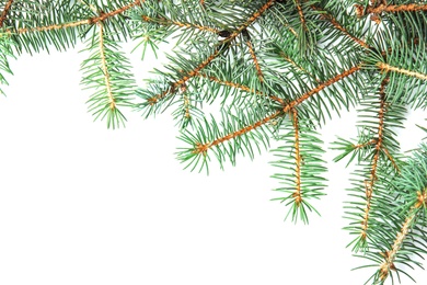 Branches of Christmas tree on white background