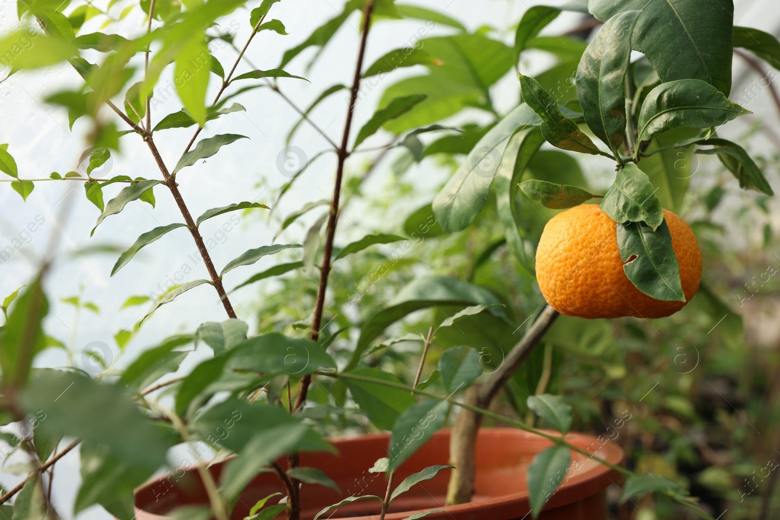Photo of Potted tangerine tree with ripe fruit in greenhouse