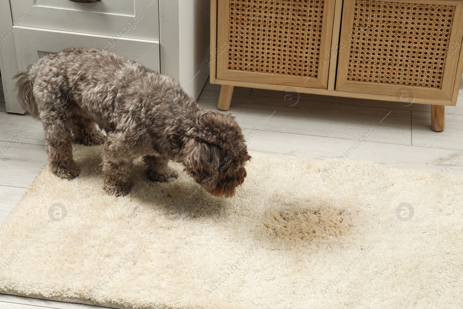 Photo of Cute dog near wet spot on beige carpet at home