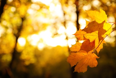 Photo of Tree branch with sunlit golden leaves in park, closeup. Autumn season