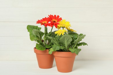 Photo of Beautiful blooming gerbera plants in flower pots on white wooden table
